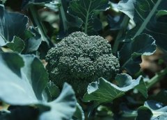 ̫���ɼ���61999(�й�)�����޹�˾�Ƽ�